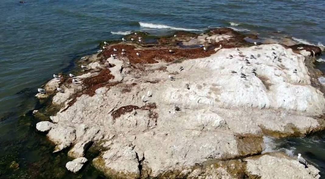 Eğirdir Gölü'nün bölünmesine 1 kilometre kaldı! Binlerce ölü su salyangozu karaya vurdu 11